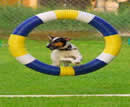 Dog Agility 3