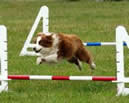 Dog Agility 4