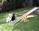 Dog Agility 5